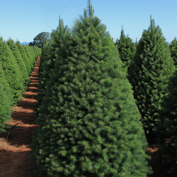 douglas-fir-cropped