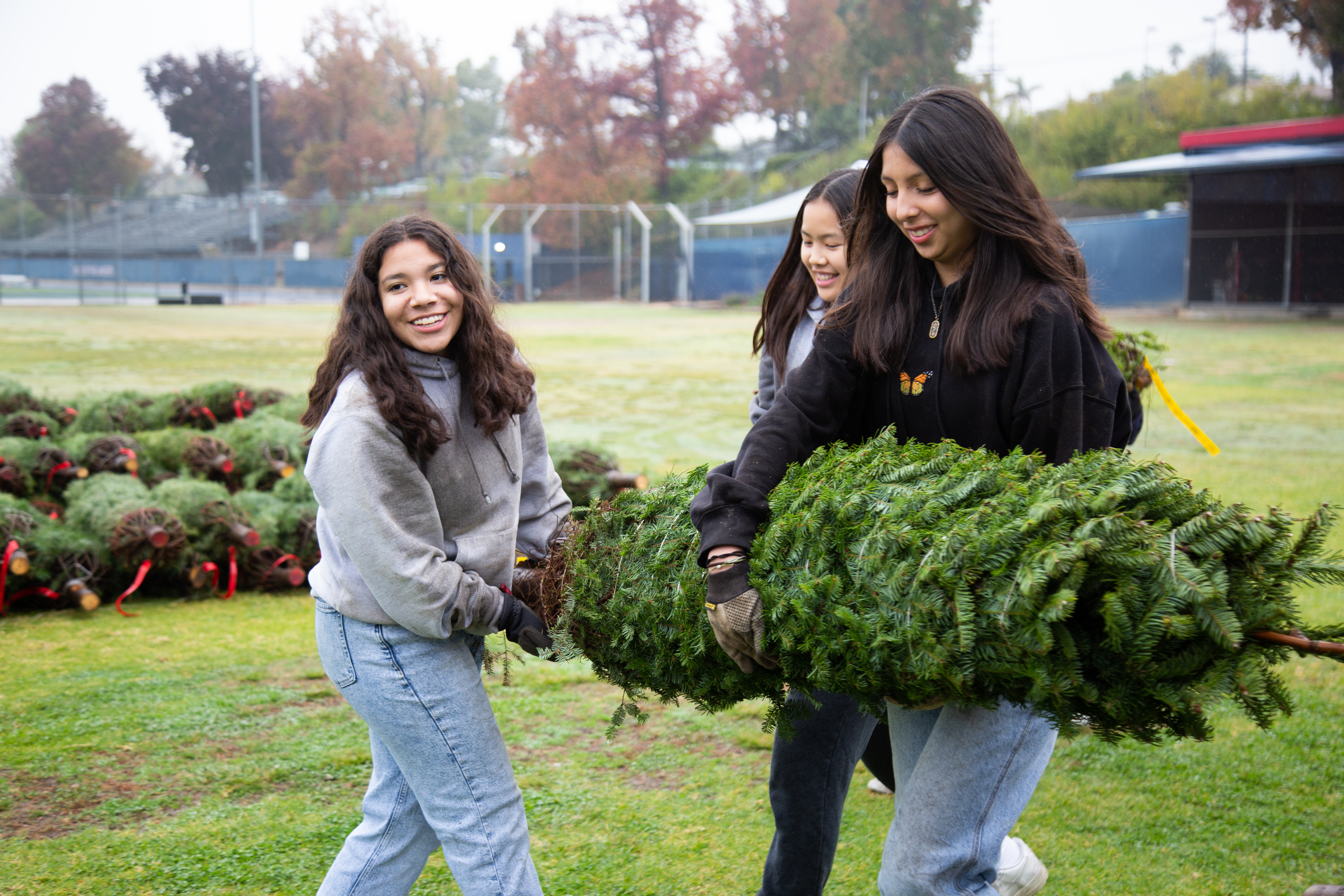 gallery_distribution_trees_3girls