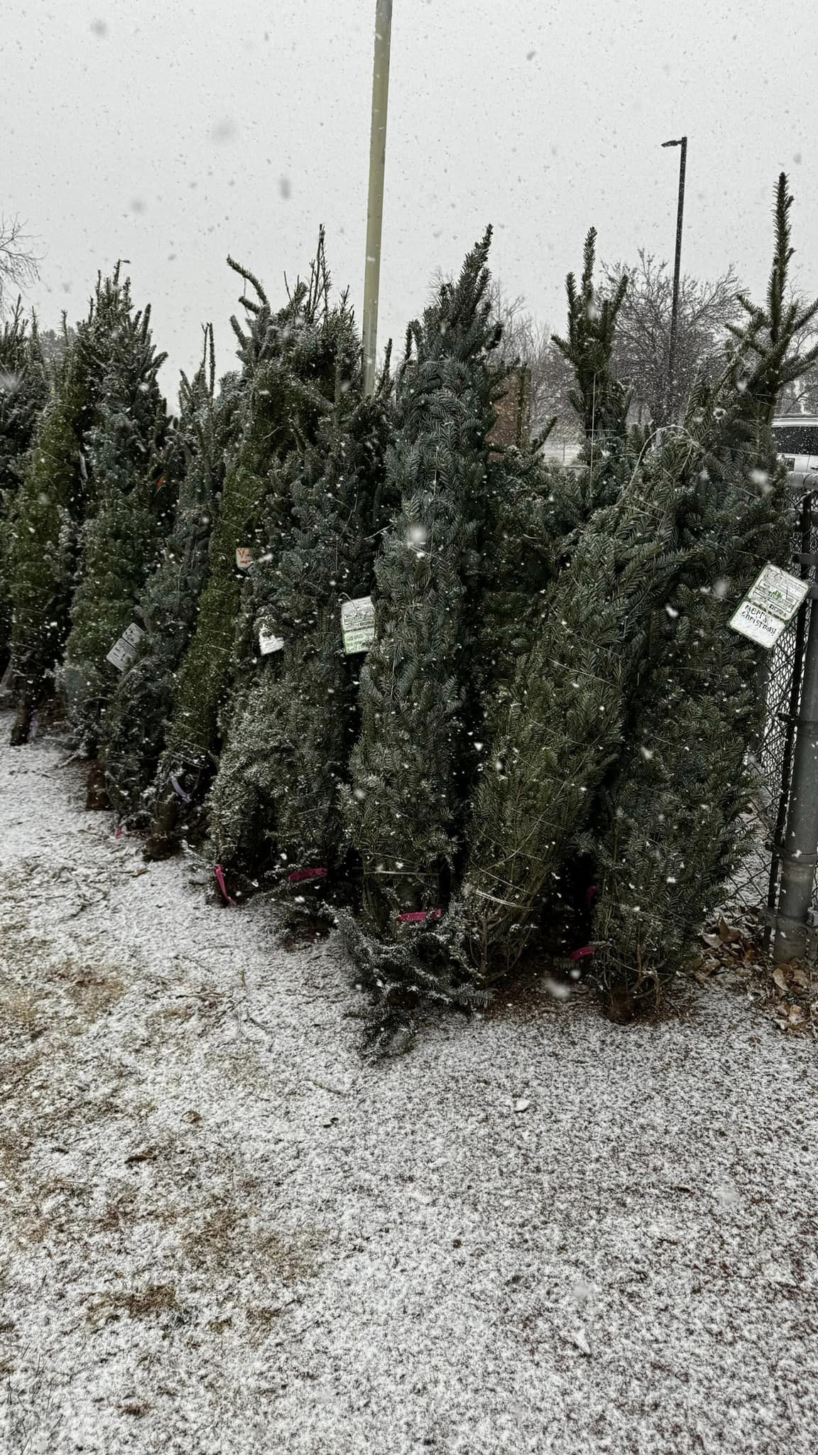 gallery_distribution_trees_snowy
