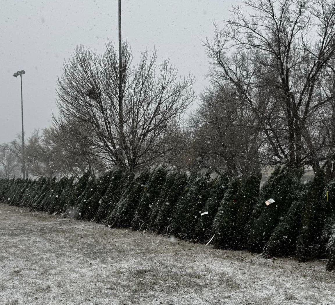 gallery_distribution_trees_snowy_lineup