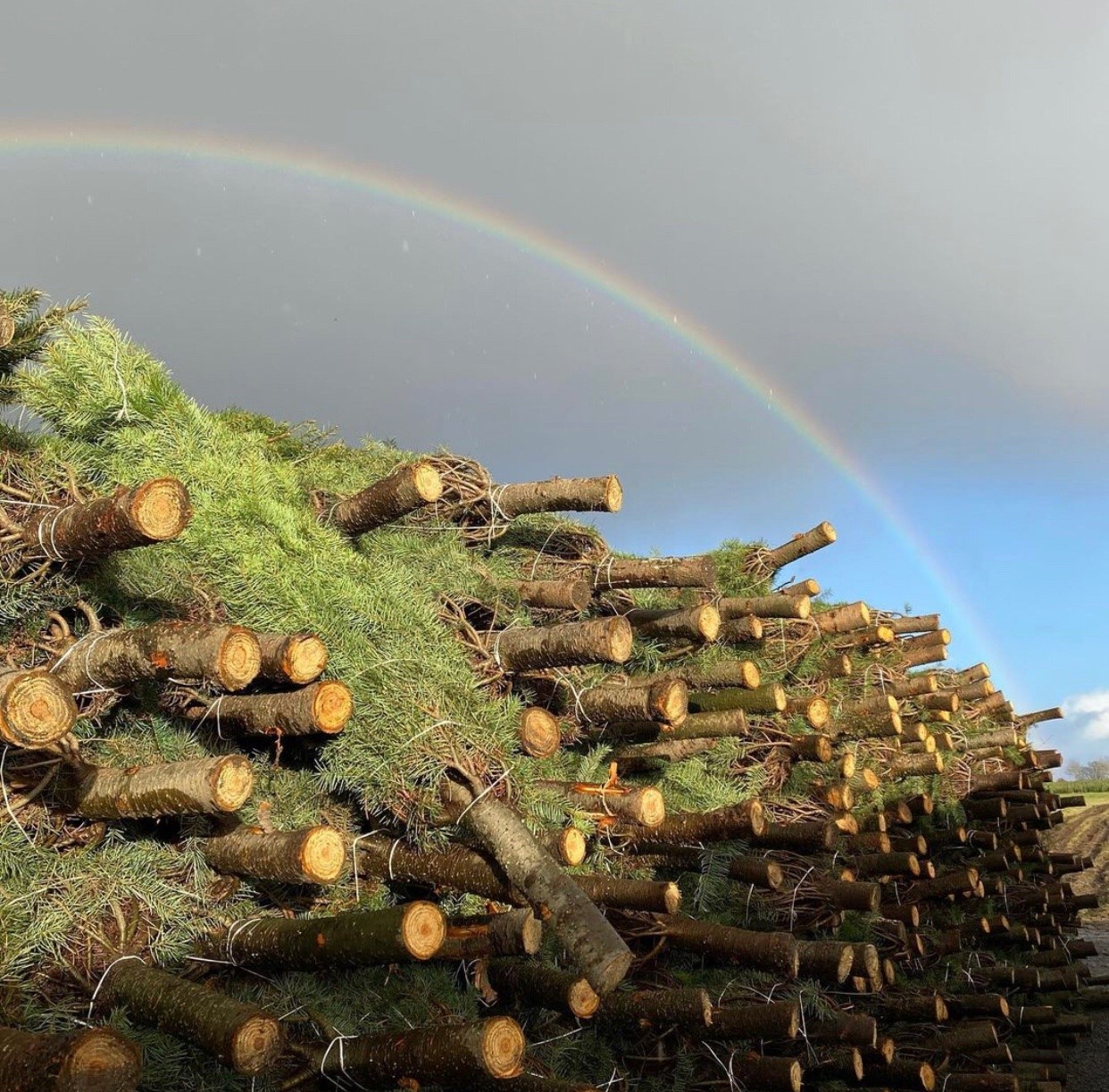 gallery_trees_rainbow