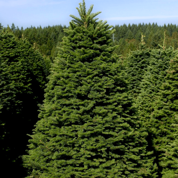 noble-fir-cropped