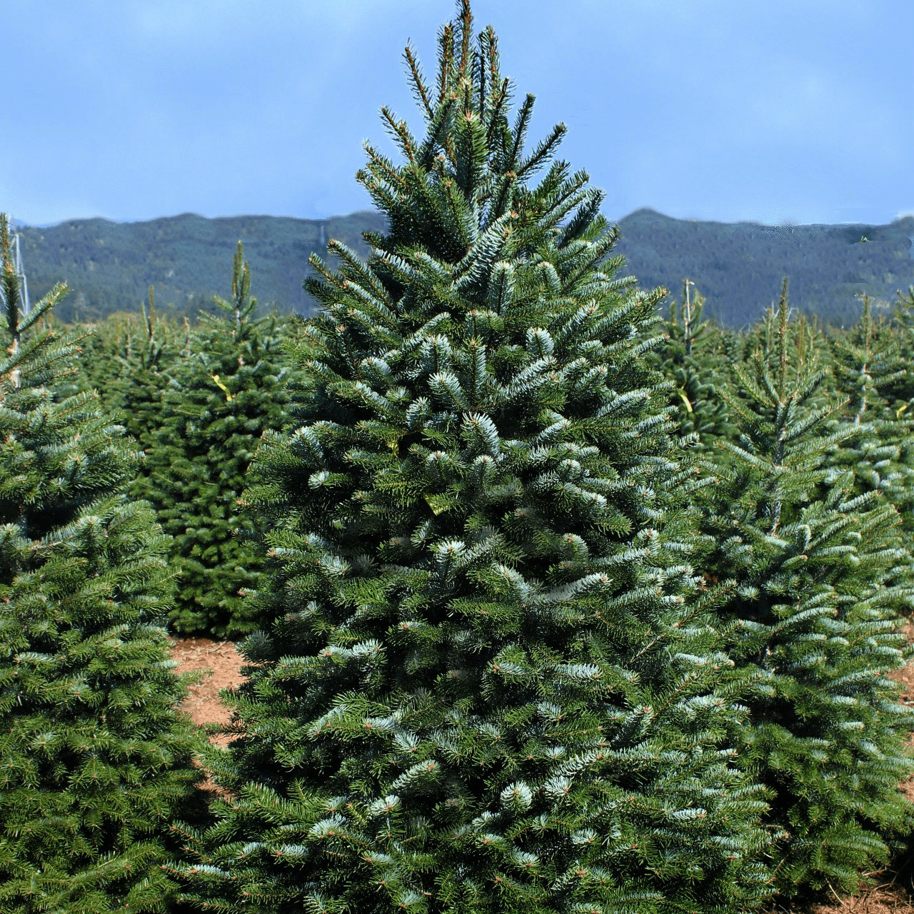 nordmann-fir-cropped