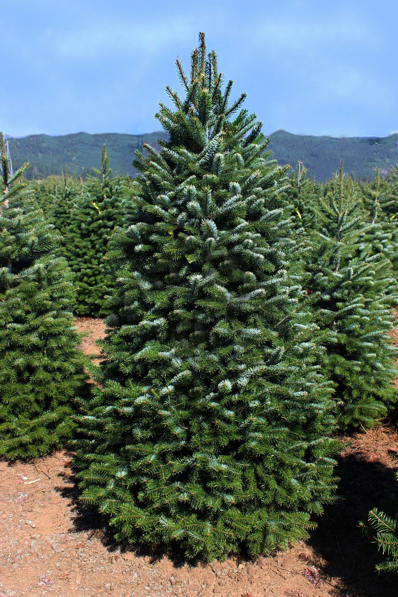 noble fir needles